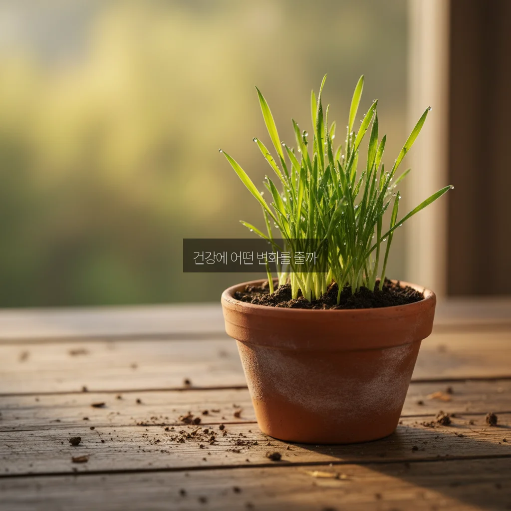 새싹보리 효능/부작용 관련 이미지 2