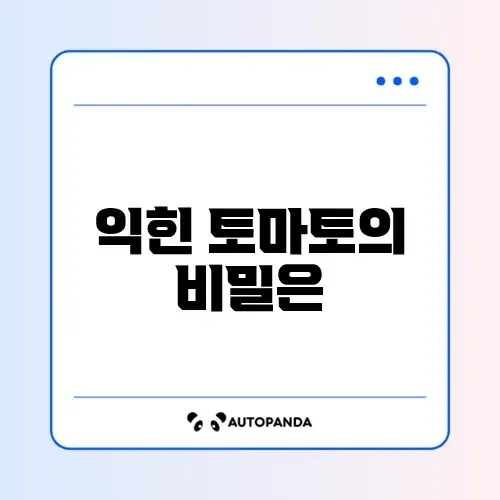 토마토 효능 (익혀 먹기)